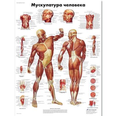 Медицинский плакат "Мускулатура человека"