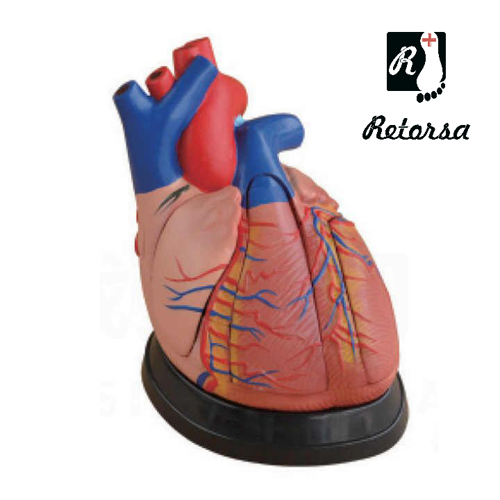 Демонстрационная модель Сердце Анатомия человека Learning resources LER3334