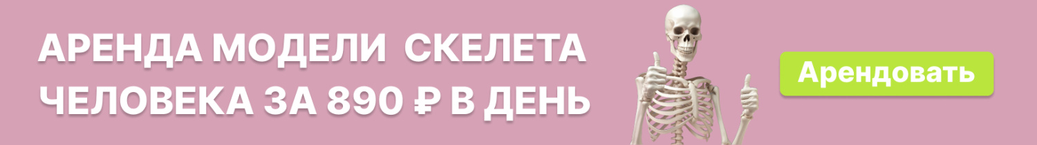 Аренда скелета человека в натуральную величину 