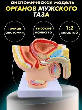 Анатомическая модель органов мужского таза