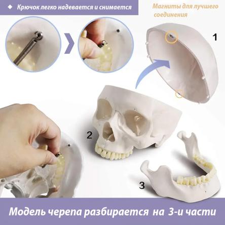 Купить Модель черепа взрослого человека с подвижной челюстью и съемными зубами 3 части в натуральную величину