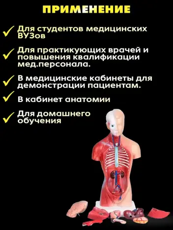 Анатомическая модель торса человека со съемными органами 26 см