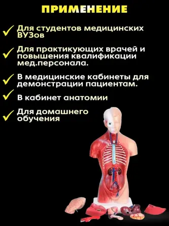 Купить Анатомическая модель торса человека со съемными органами 26 см 2