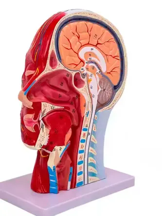 Купить Анатомическая модель нервной системы головы человека с мышцами 7