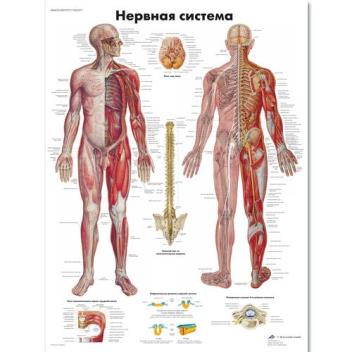 Медицинский плакат "Нервная система"