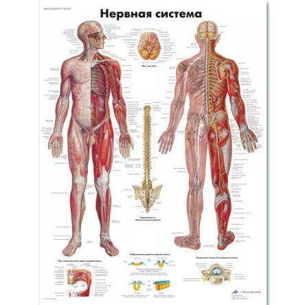 Купить Медицинский плакат "Нервная система"