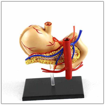 Купить Модель желудка человека 4D