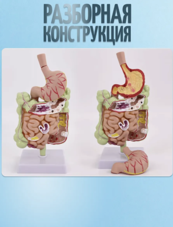 Анатомическая модель толстой кишки желудочно-кишечного тракта