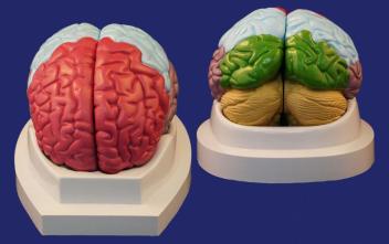 Модель долей головного мозга (2 части) SMD1224