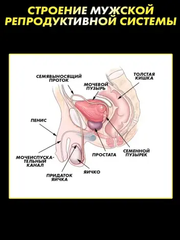 Анатомическая модель мужской репродуктивной системы