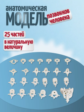 Купить Анатомическая модель позвонков человека в натуральную величину 0