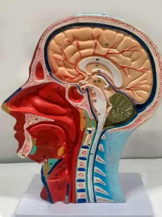 Купить Анатомическая модель нервной системы головы человека с мышцами 6