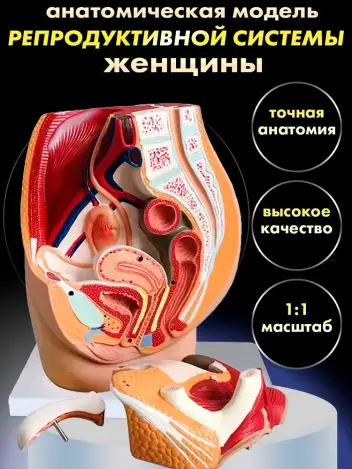 Анатомическая модель женской репродуктивной системы 3 части