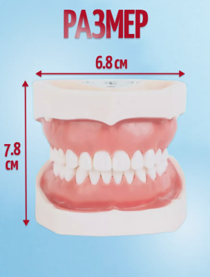 Анатомическая модель челюсти человека 7х8 см