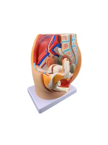 Анатомическая модель женской репродуктивной системы 3 части
