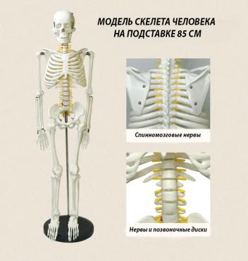 Модель скелета человека на подставке 85 см