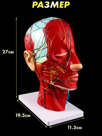 Купить Анатомическая модель нервной системы головы человека с мышцами 3