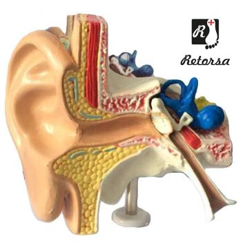 Модель уха человека в натуральную величину