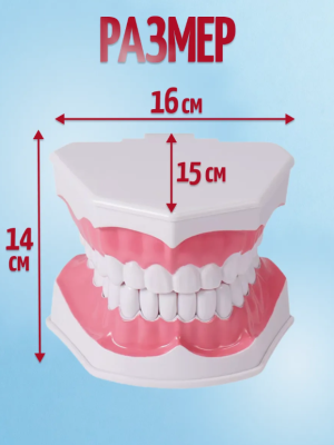 Анатомическая модель челюсти человека 14х16 см