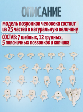 Купить Анатомическая модель позвонков человека в натуральную величину 1