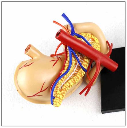 Купить Модель желудка человека 4D