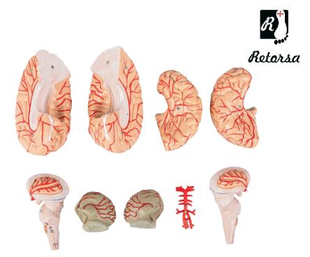Купить Модель мозга 9 частей на подставке