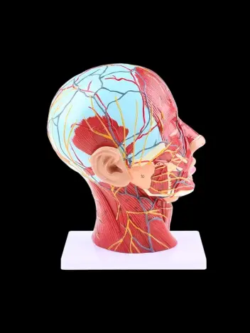 Анатомическая модель нервной системы головы человека с мышцами