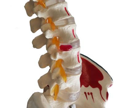 Модель позвоночника и таза человека с мышцами на подставке 85 см в натуральную величину