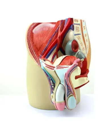 Анатомическая модель мужской репродуктивной системы 3 части