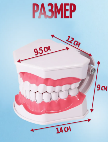 Анатомическая модель челюсти человека 12х19 см