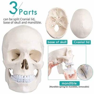 Модель черепа взрослого человека с подвижной челюстью и съемными зубами 3 части в натуральную величину