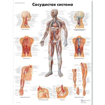 Медицинский плакат "Сосудистая система"