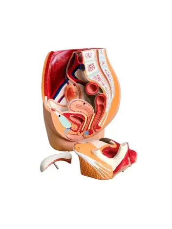 Анатомическая модель женской репродуктивной системы 3 части
