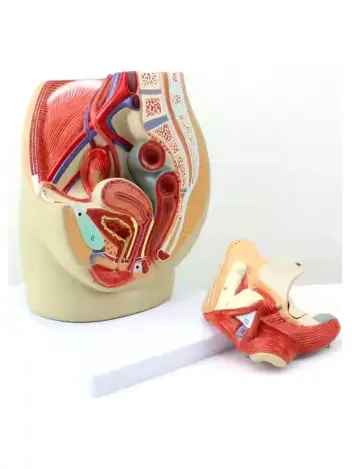 Анатомическая модель женской репродуктивной системы 3 части