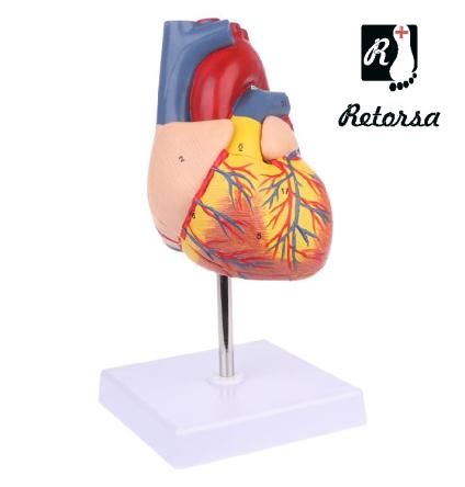 Купить Модель сердца человека 2 части