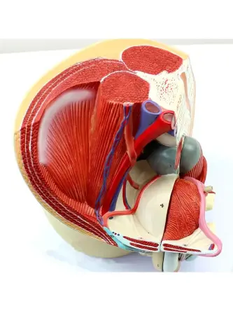 Купить Анатомическая модель мужской репродуктивной системы 3 части 8