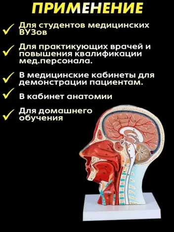 Анатомическая модель нервной системы головы человека с мышцами