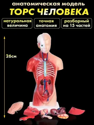 Анатомическая модель торса человека со съемными органами 26 см