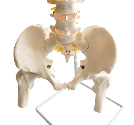 Купить Модель позвоночника человека гибкая с тазом и бедренной костью на подставке 85 см в натуральную величину 1