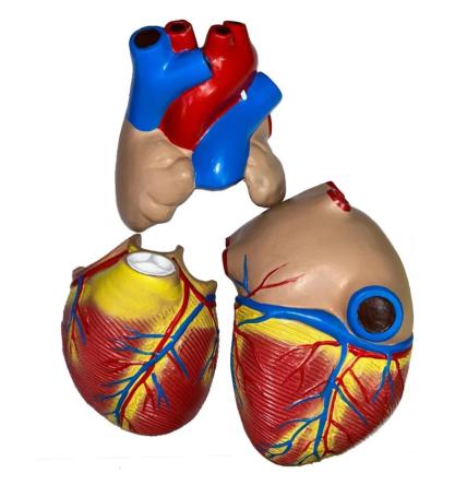 Купить Модель сердца человека 3 части увеличенное в 3 раза на подставке