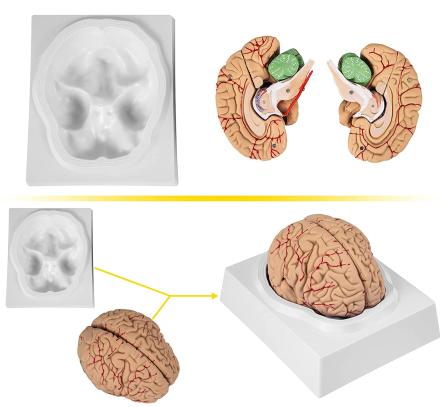 Купить Модель мозга 9 частей на подставке в натуральную величину 2