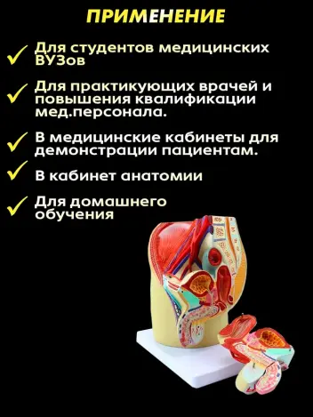 Анатомическая модель мужской репродуктивной системы 3 части