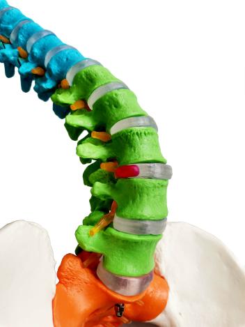 Модель позвоночника и таза человека окрашенная в разные цвета на подставке 85 см в натуральную величину