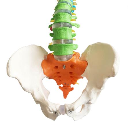 Купить Модель позвоночника и таза человека окрашенная в разные цвета на подставке 85 см в натуральную величину 2