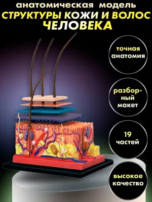 Анатомическая модель структуры кожи и волос человека