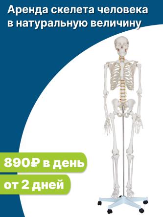 Купить Аренда модели скелета человека в натуральную величину 0