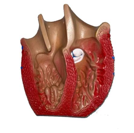 Купить Модель сердца человека 3 части увеличенное в 3 раза на подставке