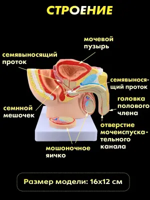 Анатомическая модель органов мужского таза