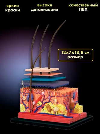 Купить Анатомическая модель структуры кожи и волос человека 1
