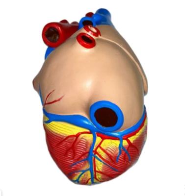 Модель сердца человека 3 части увеличенное в 3 раза на подставке